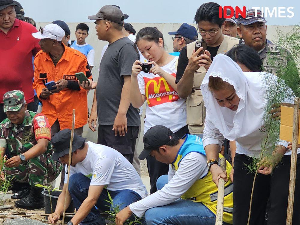 350 Bibit Pucuk Merah dan Cemara Udang Disebar di Sheet Pile Tambaklorok