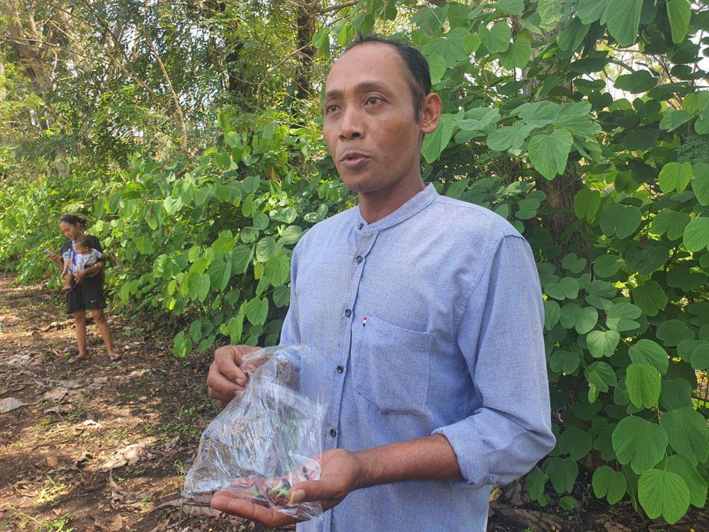 Warga Gunungkidul Ramai-Ramai Berburu Kepompong Ulat Jati