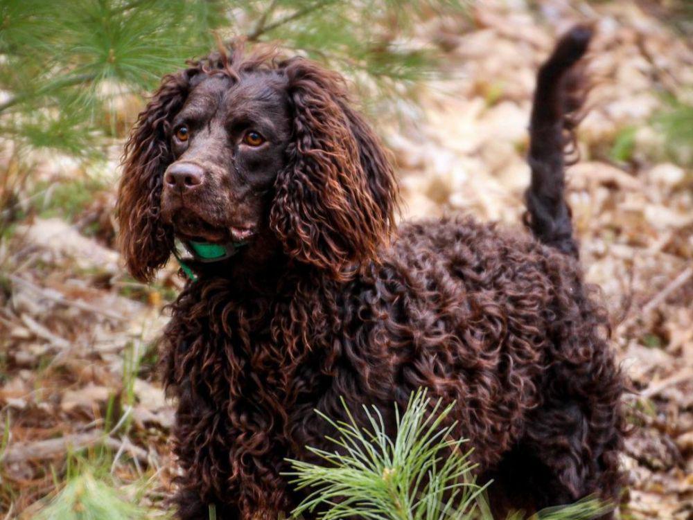5 Fakta American Water Spaniel, Ras Anjing Berbulu Keriting
