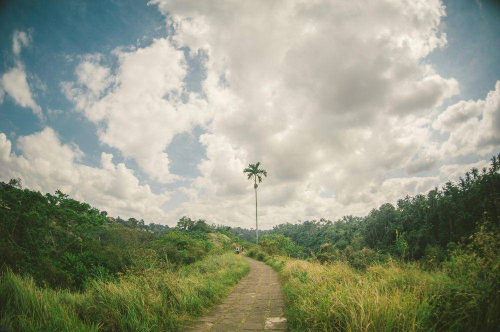 Bukit Campuhan Ubud (unsplash.com/Minh Trần)
