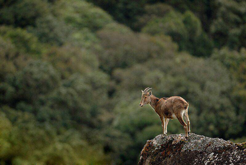 Nilgiri tahr (commons.wikimedia.org/Kalyan Varma)