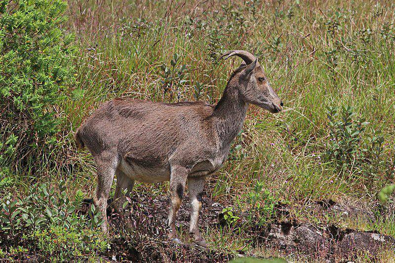 Nilgiri tahr (commons.wikimedia.org/Charles J. Sharp)