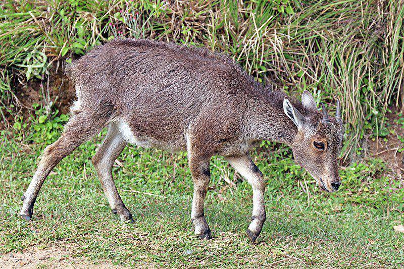 Nilgiri tahr (commons.wikimedia.org/Charles J. Sharp)