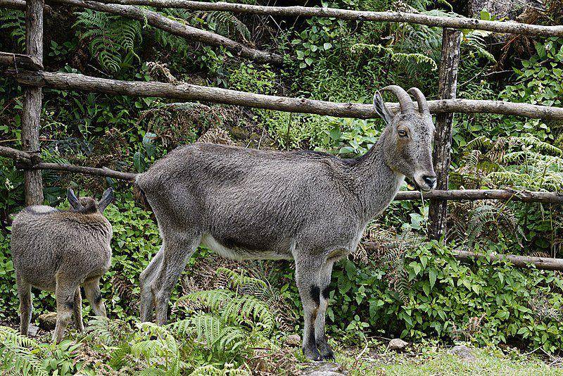 Nilgiri tahr (commons.wikimedia.org/Vengolis)