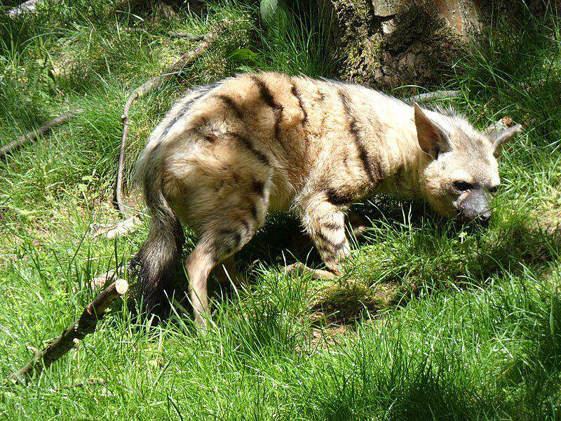 Aardwolf (commons.wikimedia.org/Catatine)