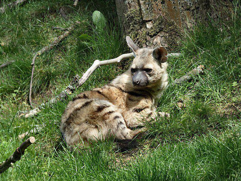 Aardwolf (commons.wikimedia.org/Catatine)