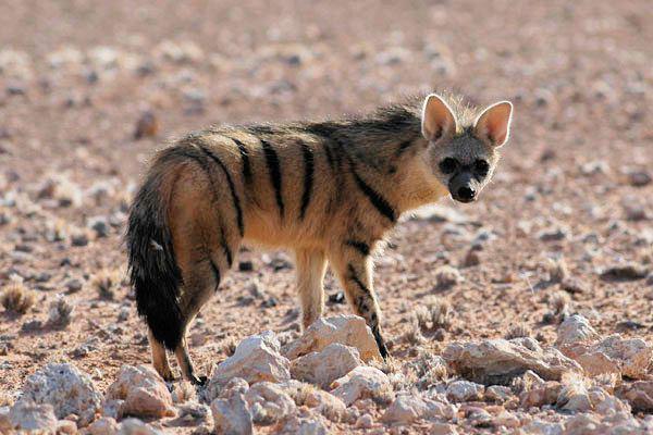 7 Fakta Aardwolf, Kerabat Hyena yang Memakan Serangga
