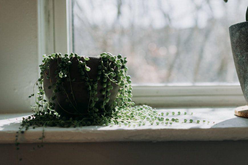 string of pearls (unsplash.com/Kelly Sikkema)