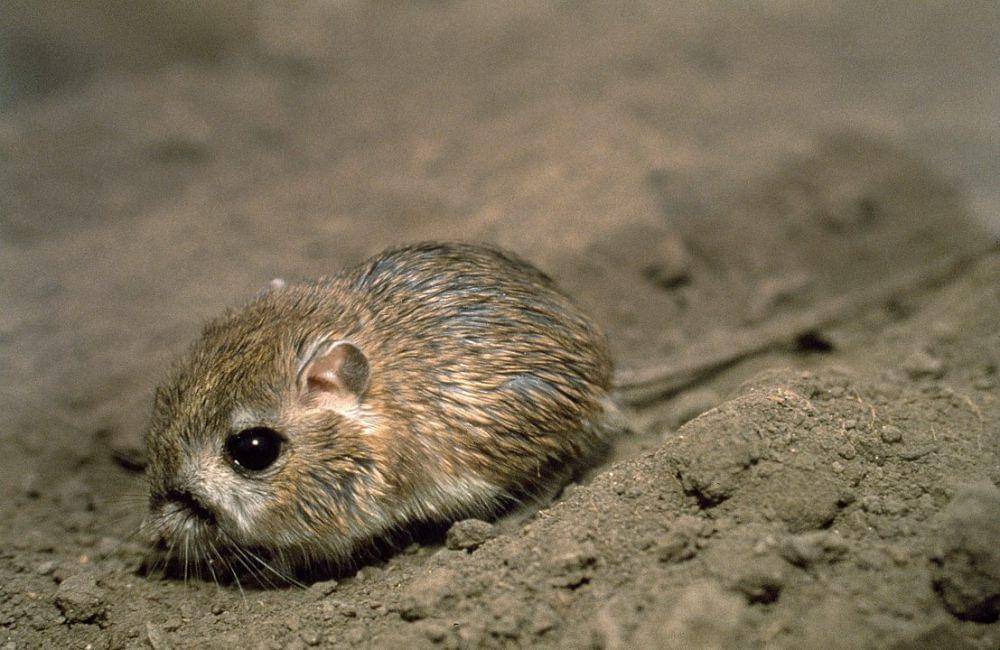 ilustrasi tikus kanguru (wikimedia.org/California Department of Water Resources)