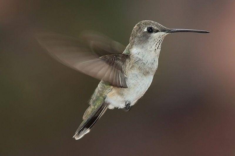 Selain kemampuan terbangnya, mata burung kolibri juga terbilang sangat hebat. (commons.wikimedia.org/Andrew c)