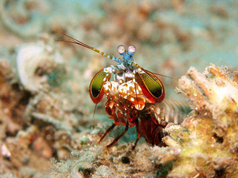 Selain soal pukulan terkeras, jangkauan visual warna udang mantis juga jadi yang terbaik di dunia. (commons.wikimedia.org/Jens Petersen)