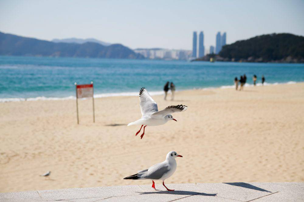 Busan Haeundae Beach (pixabay.com/Parkjunbum)