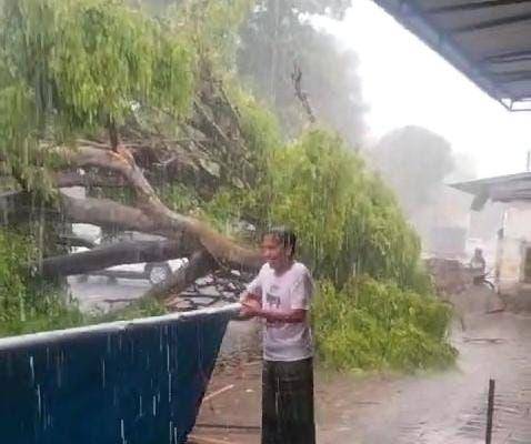 Pohon beringin berukuran besar tumbang di depan pasar Takeran. IDN Times/ Riyanto.