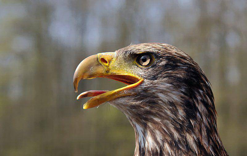 Sebagai predator udara, memiliki mata yang tajam sudah jadi kewajiban bagi burung elang. (commons.wikimedia.org/Michael Gäbler)