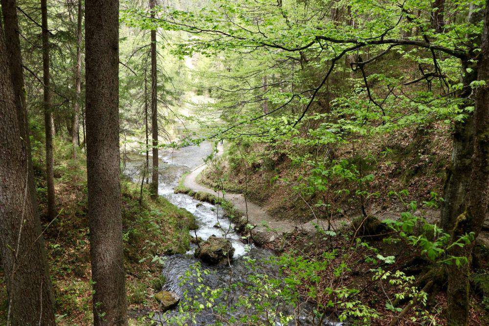 Ilustrasi sungai di hutan (freepik.com/wirestock)