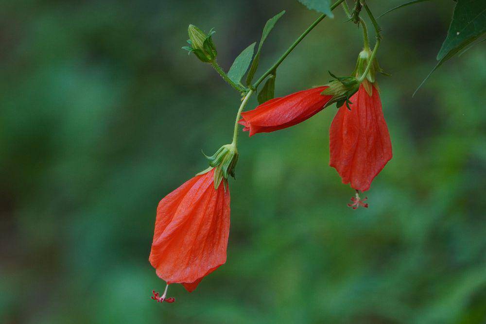 Sleeping mallow (commons.wikimedia.org/Vengolis)