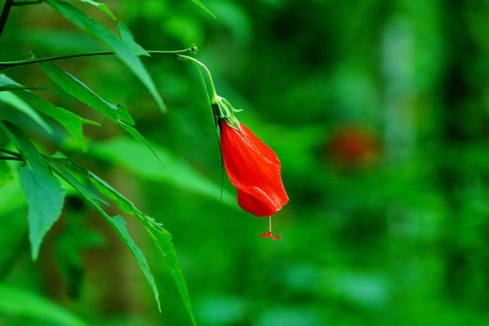 Sleeping mallow (commons.wikimedia.org/Vengolis)