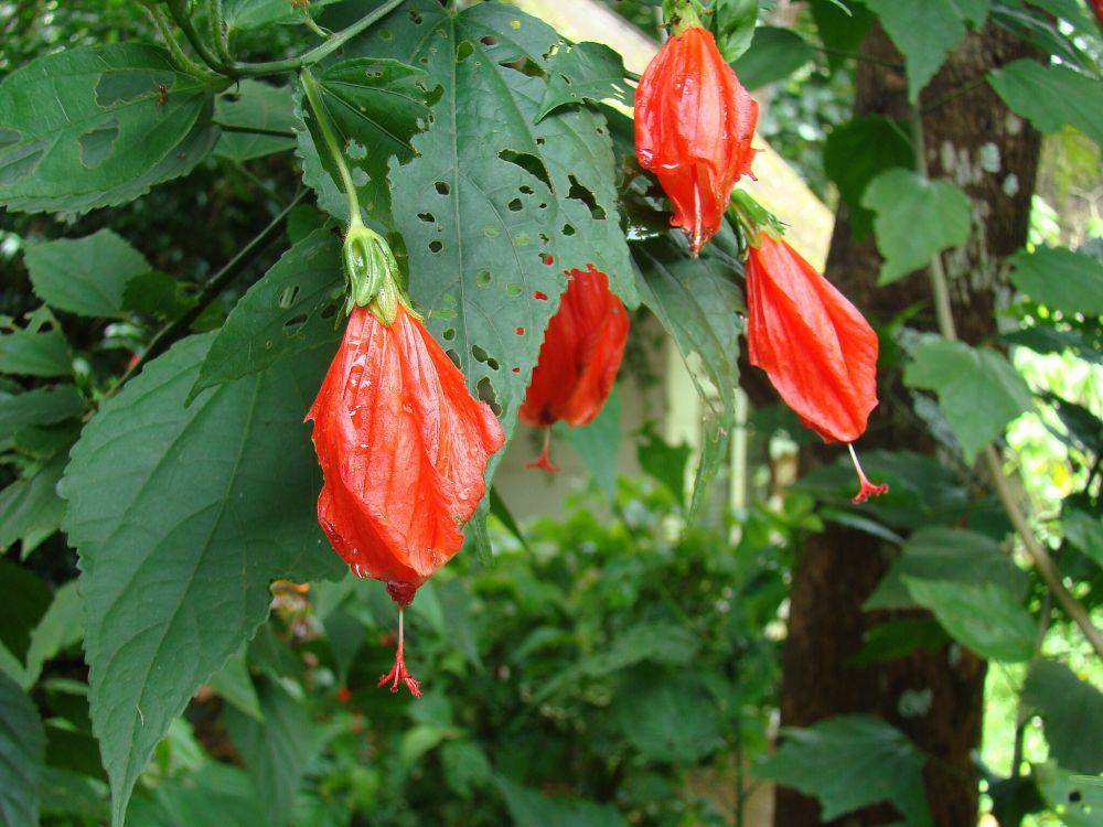 Sleeping mallow (commons.wikimedia.org/Meneerke bloem)