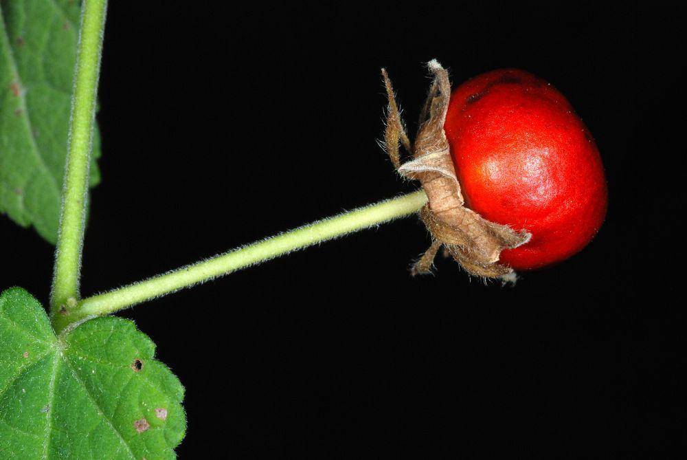 Buah dari sleeping mallow (commons.wikimedia.org/Douglass Goldman)