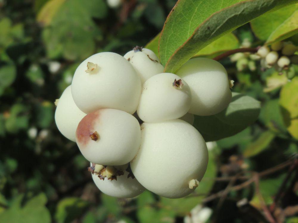 5 Fakta Snowberry, Memiliki Buah yang Menyerupai Bola Salju!