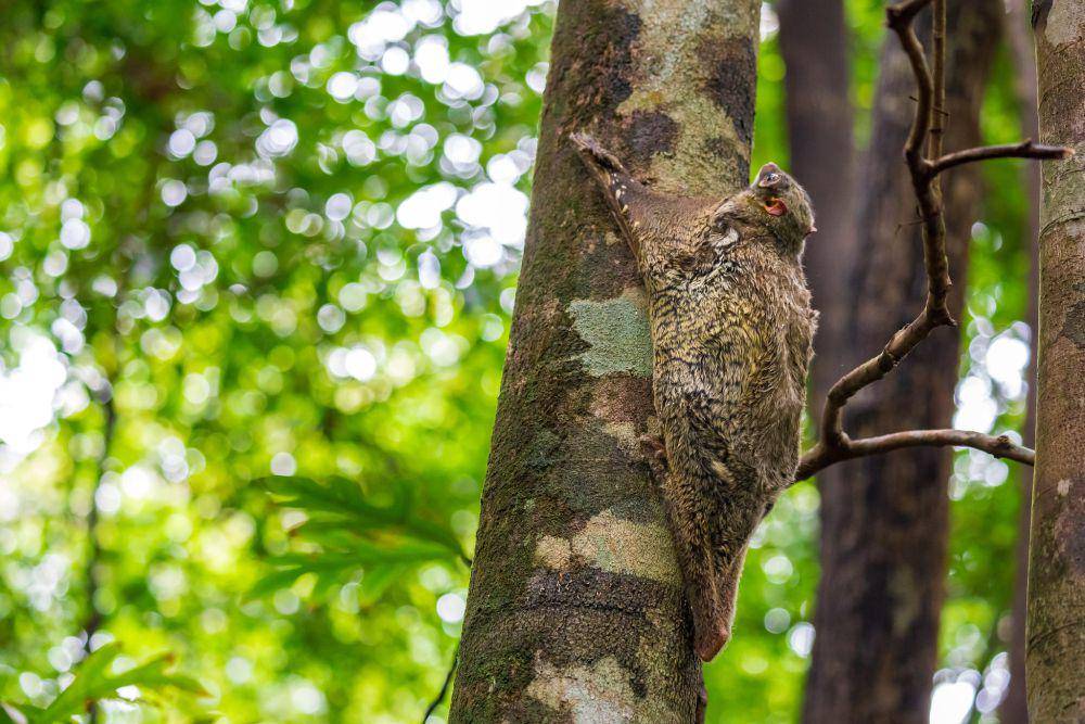 ilustrasi kubung sunda (flickr.com/Mohd Fazlin Mohd Effendy Ooi)