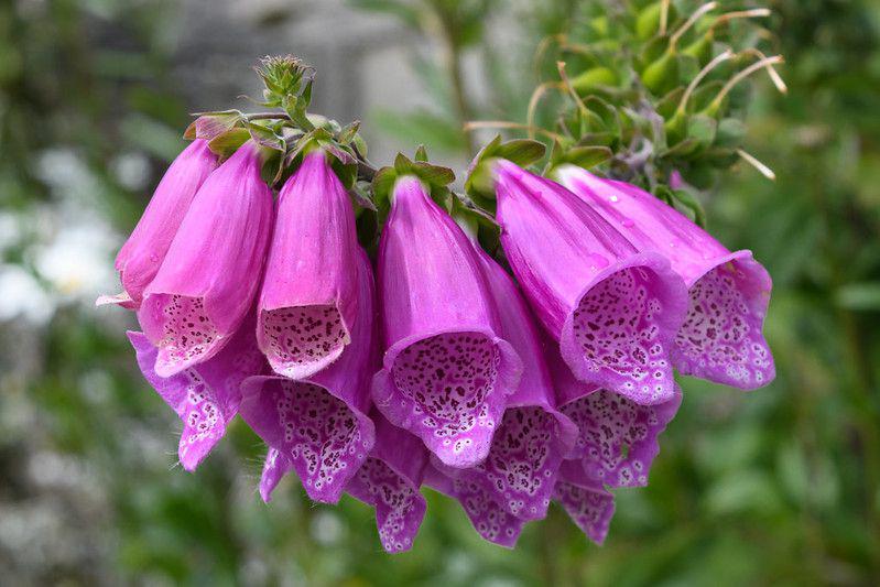 5 Fakta Menarik Foxglove, Mengandung Zat Beracun yang Cukup Berbahaya