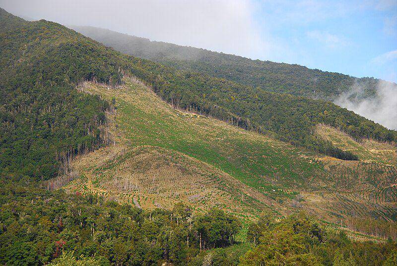 potret deforestasi hutan akibat aktivitas manusia (commons.wikimedia.org/Martin Wegmann)
