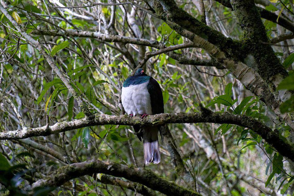 Merpati selandia baru (commons.wikimedia.org/neil.dalphin)