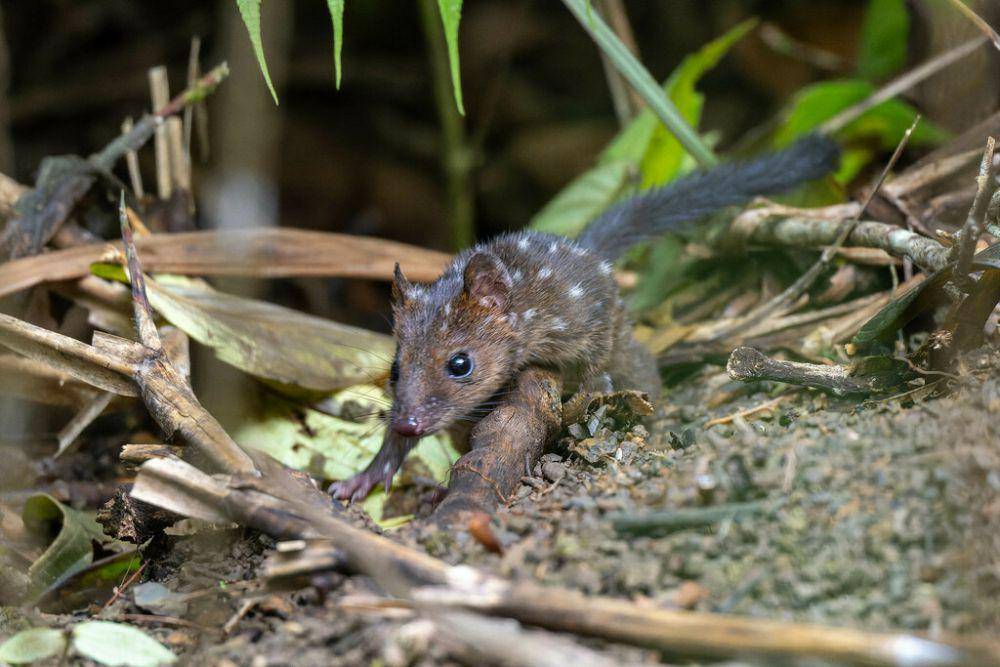 Sosok gumbem papua sebenarnya masih tergolong misterius dan memerlukan banyak penelitian lanjutan. (inaturalist.org/松井 淳)