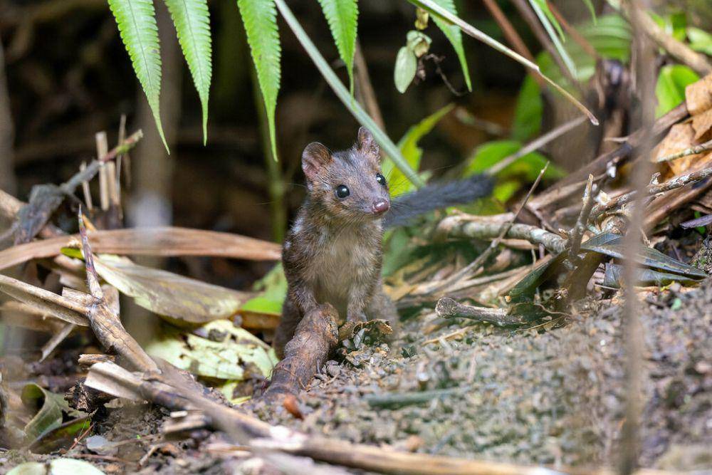 sosok gumbem papua yang mungil layaknya pengerat (inaturalist.org/松井 淳)