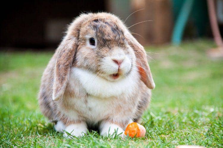 6 Fakta Kelinci Holland Lop, si Imut Menggemaskan yang Pandai Melompat