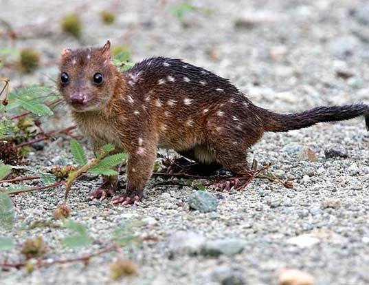 potret dari gumbem papua yang imut (commons.wikimedia.org/Hamsandweech)