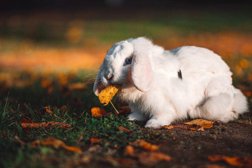 Kelinci American Fuzzy Lop (pexels.com/Ali Atakan Açıkbaş)
