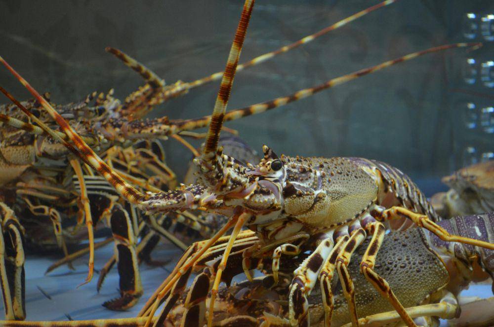 Ilustrasi hewan lobster (pexels.com/Pixabay)
