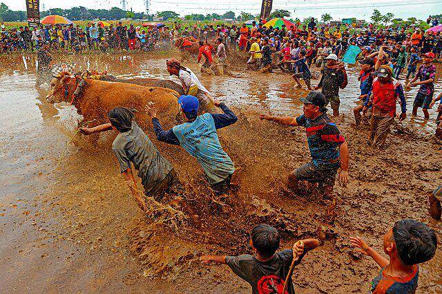 ilustrasi karapan sapi di Madura (wikimedia.commons.org/ivuvisual)