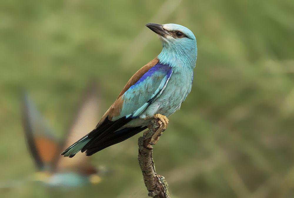 6 Fakta Burung Rol Eropa, Memiliki Mekanisme Pertahanan yang Unik