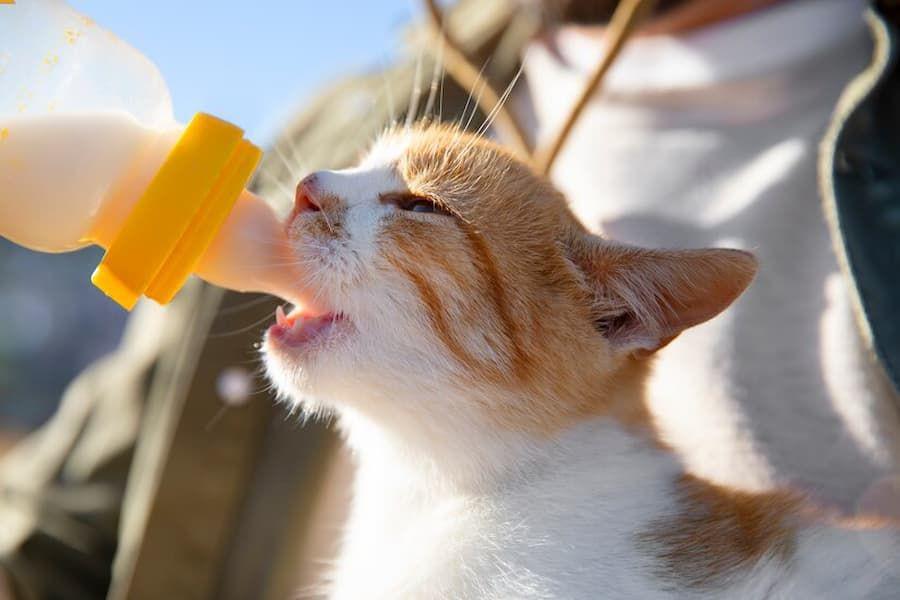 Apakah Kucing Boleh Minum Susu Kental Manis? Ini Faktanya