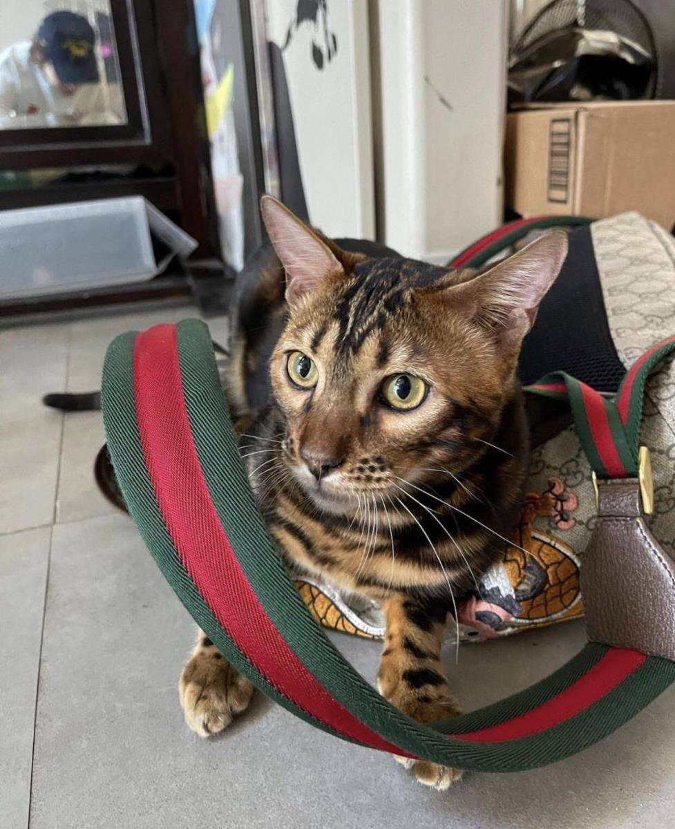 foto lucu kucing suka Gucci dan LV (x.com/Wesmarais1)