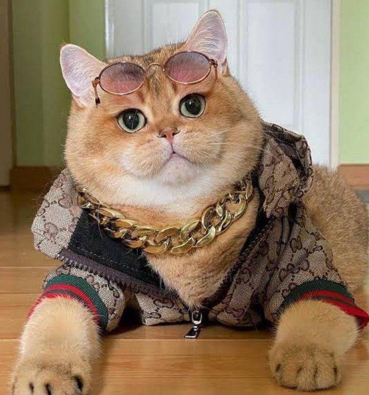 foto lucu kucing suka Gucci dan LV (x.com/suikameow)