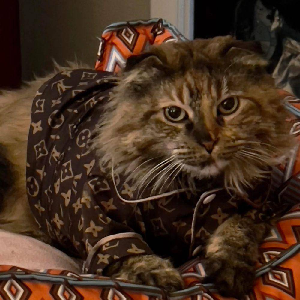 foto lucu kucing suka Gucci dan LV (reddit.com/SkitzWeb)