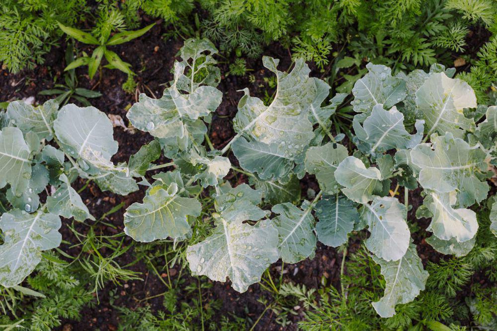 5 Fakta Menarik Tanaman Kailan, Termasuk dalam Famili Brassicaceae!