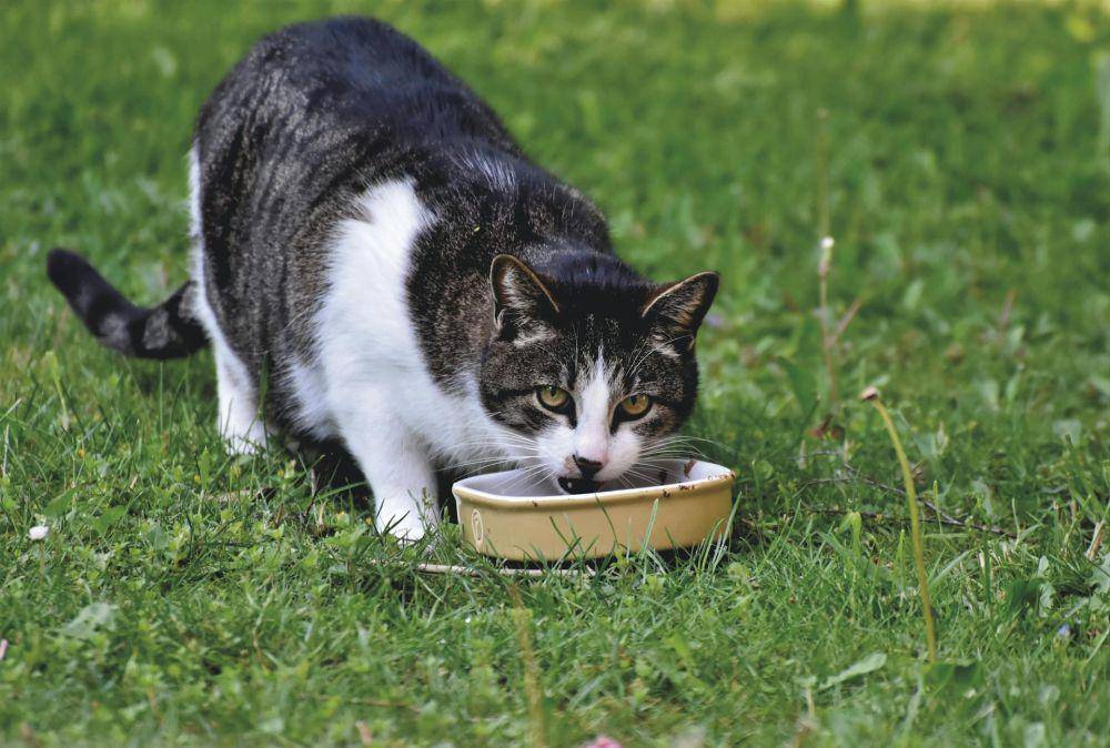 ilustrasi kucing sedang makan (pexels.com/Ralph)