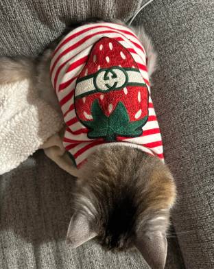 foto lucu kucing suka Gucci dan LV (reddit.com/copperhead__chode)