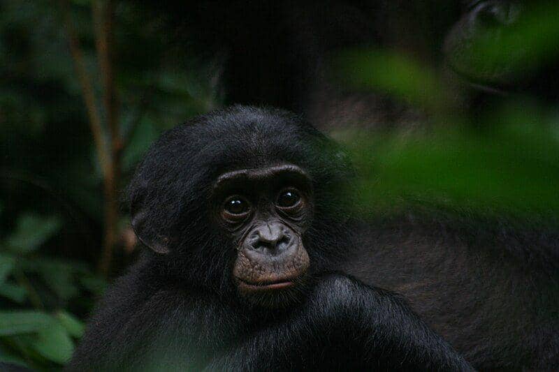 Bonobo (commons.wikimedia.org/DBeaune)
