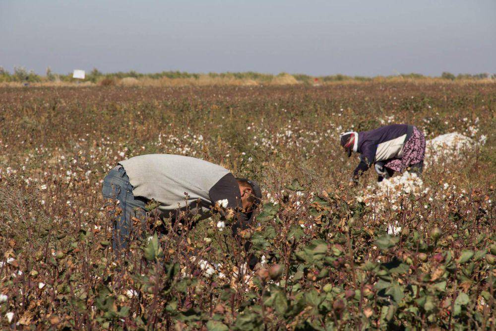 ilustrasi produksi kapas (https://www.triplepundit.com/story/2023/uzbekistan-forced-labor-cotton/780811)