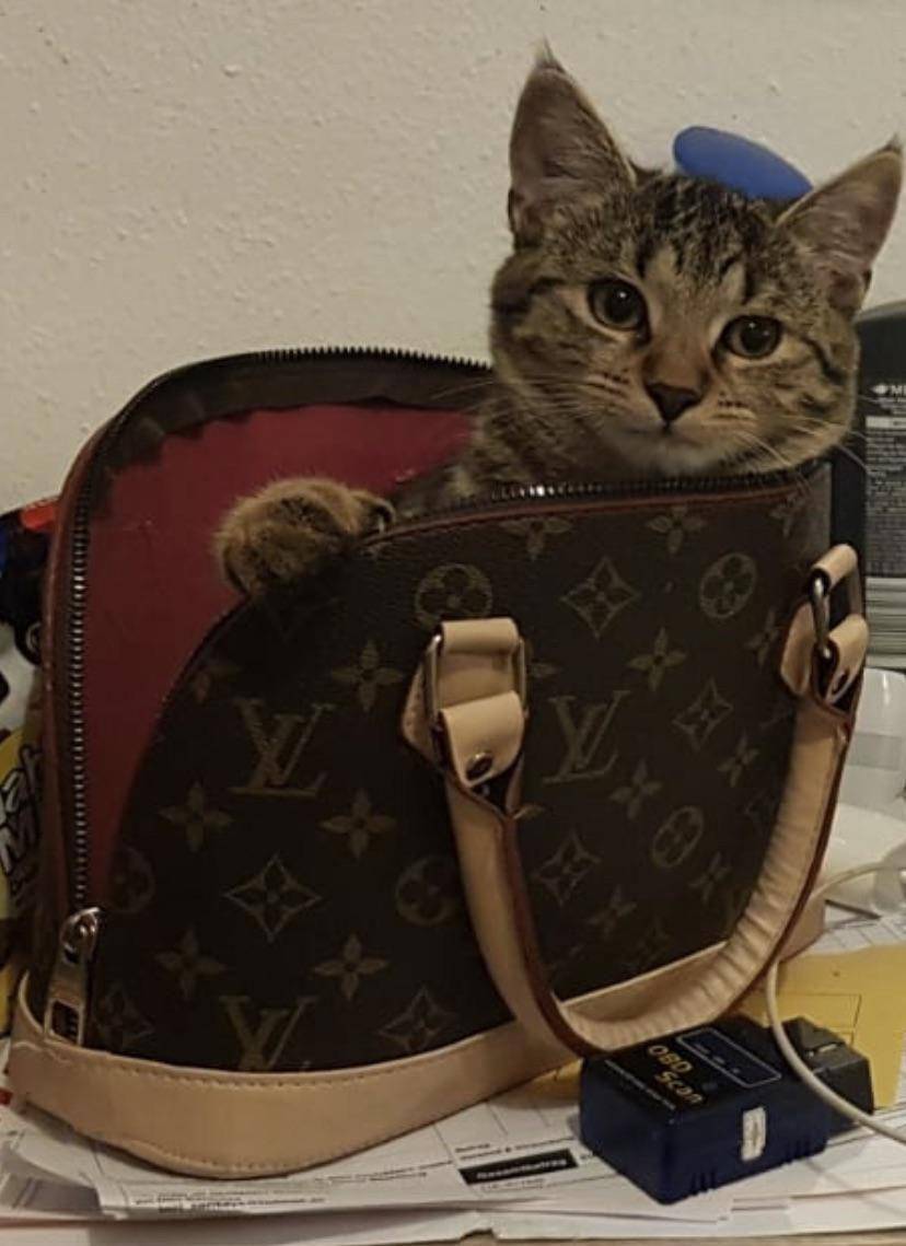 foto lucu kucing suka Gucci dan LV (reddit.com/serefsiz)
