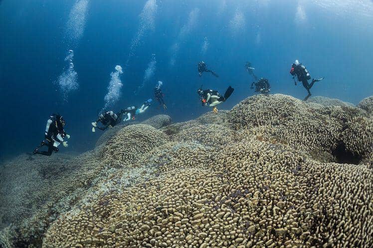 Potret karang terbesar di dunia, di Kepulauan Solomon (www.nationalgeographic.com/world-largest-coral-colony-discovery)