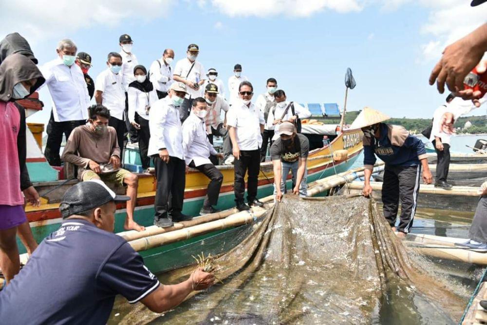 KKP Tetapkan Kuota Ekspor Benih Lobster NTB Sebanyak 6 Juta Ekor