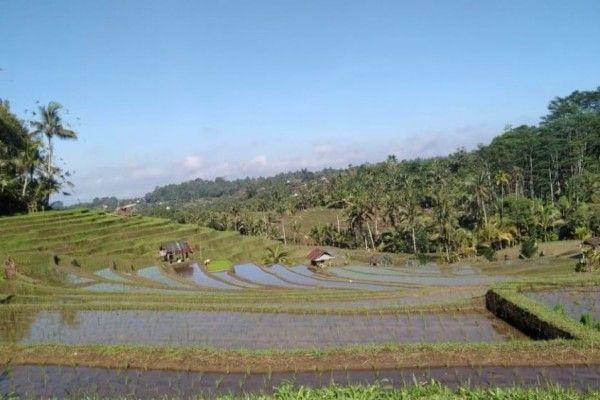 Subak Asah, Desa Karya Sari, Kecamatan Pupuan, Kabupaten Tabanan