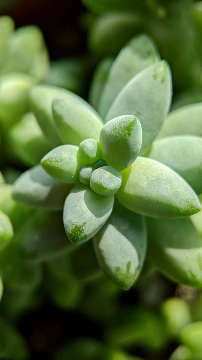 donkey's tail (unsplash.com/Ahmad Mohammadnejad)